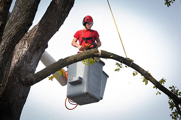 Best Tree Removal Near Me  in Gholson, TX